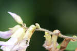 Hog Peanut